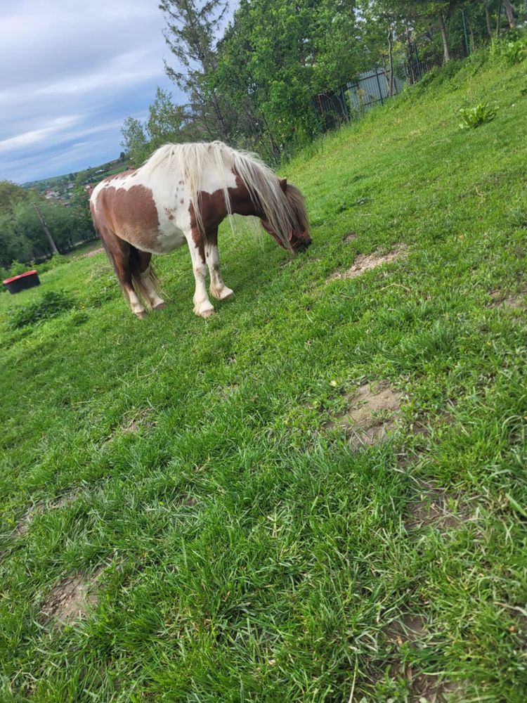 vand pereche ponei+sareta si hamuri