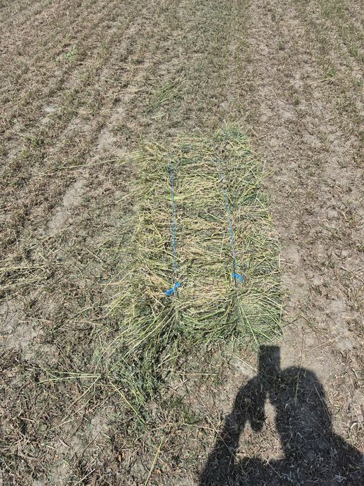 Vand baloti de Lucerna fan productie 2025 Transport la domicilu