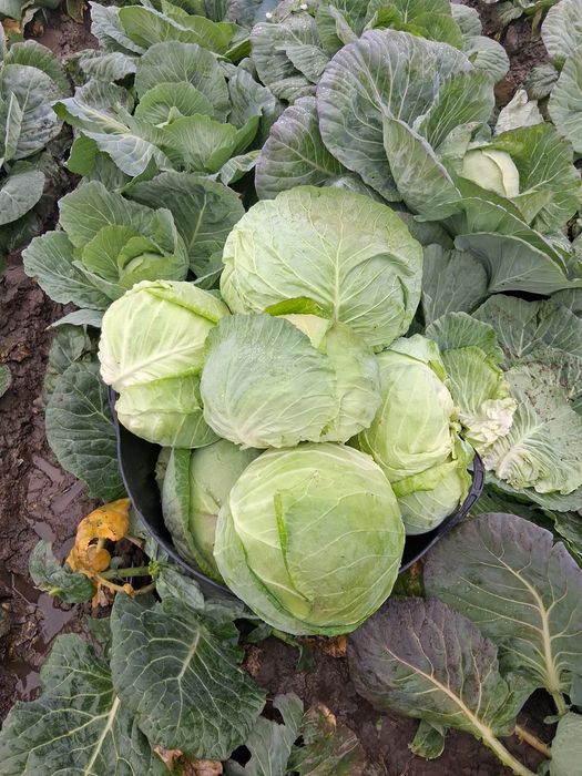 Varza de buzau  50 t