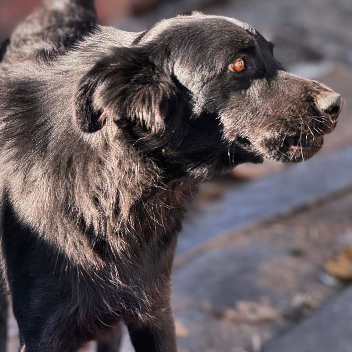 Собаки в хорошие руки