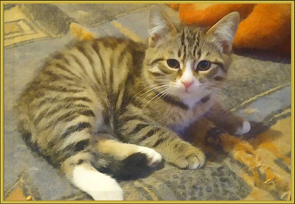 Отдадим котят в добрые руки