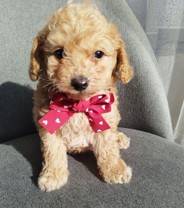 Mini/toy poodle Мини/той момченца
