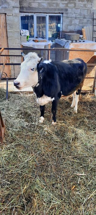 Продам хорошую телку