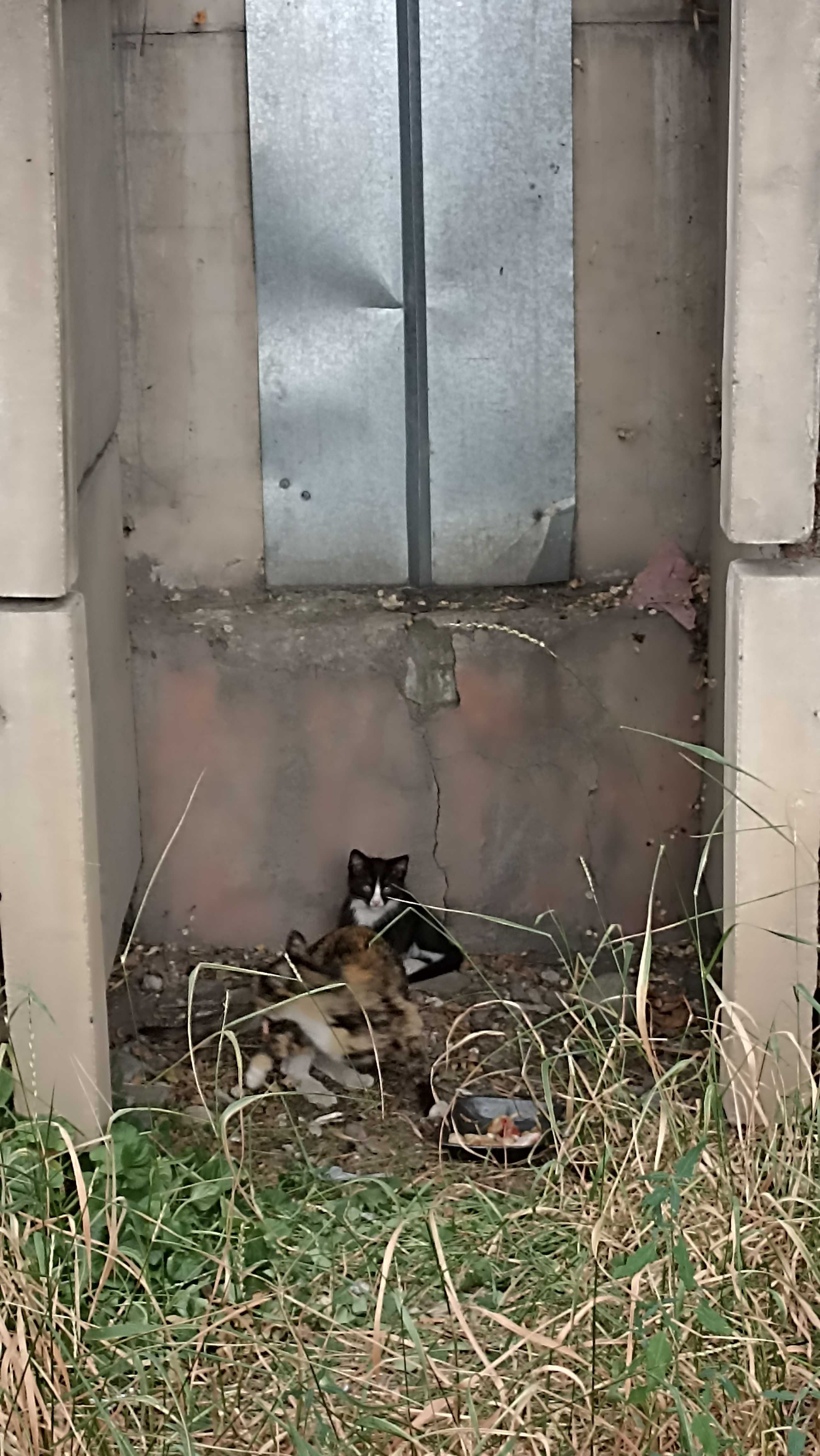 Кошка с котятами
