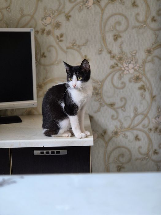 Pisicuță disponibilă gratuit pentru adopție