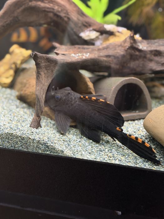 Сомче L091 17см