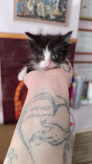 Отдаются котята в добрые руки , мальчики