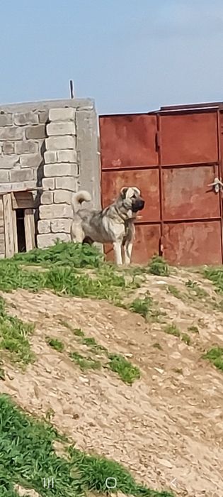 Кангал турк кангал