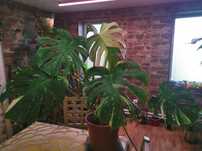 Monstera Thai Constelation