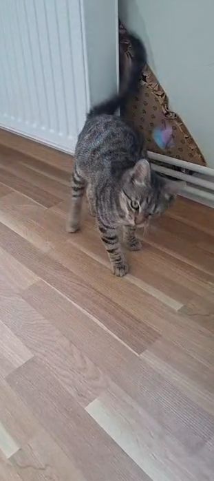 Pisica pentru adoptie.