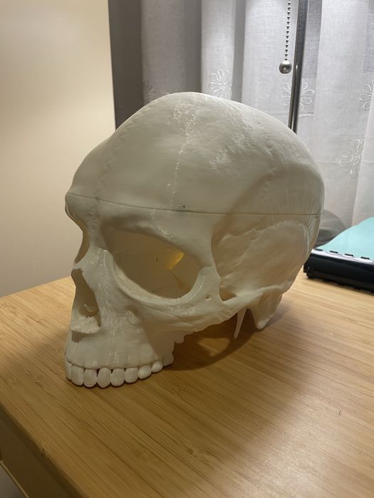 Анатомичен модел на череп, 3 части, OScar