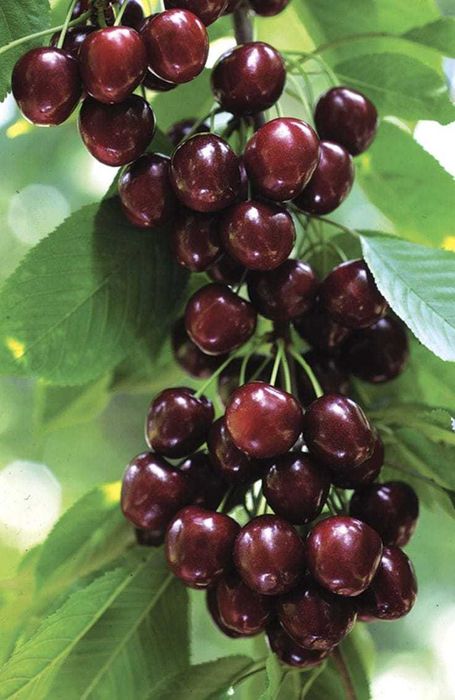 Pomi fructiferi, diverse soiuri. Arbusti.Ciresi amar maxut,Mosmon