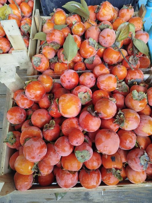 Xurmo shokolad 10.000