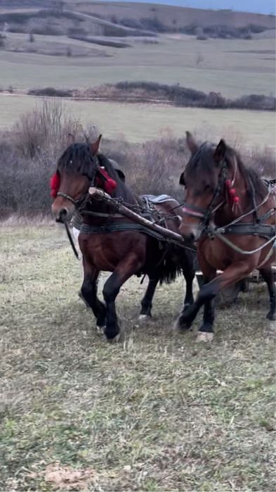 De vânzare  armăsar de 2 ani si 6 luni !