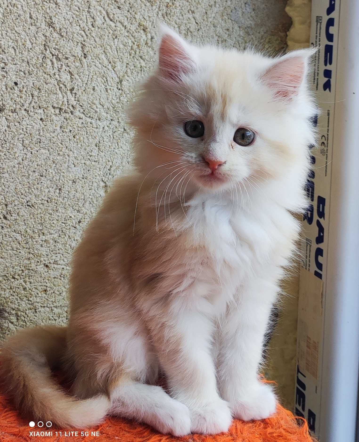 Котенце Мейн кун