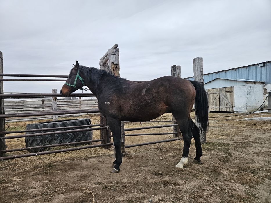 Айғыр жеребец сатылады