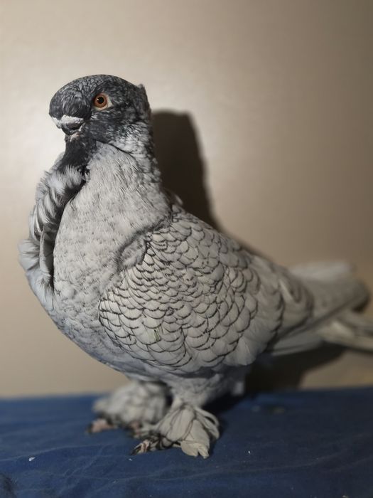 Porumbei de ornament blondineti