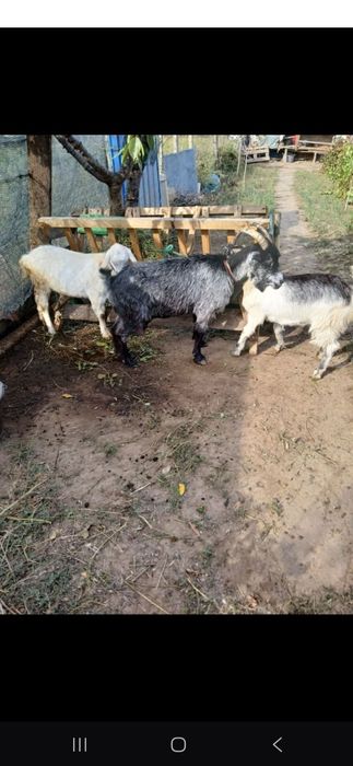 Vind două capre si doi iezi com pechea jud galati