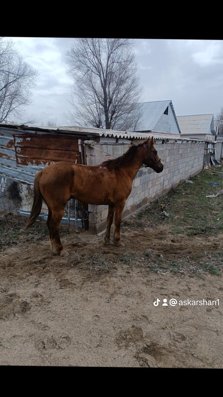 Пішпе ат сатылады