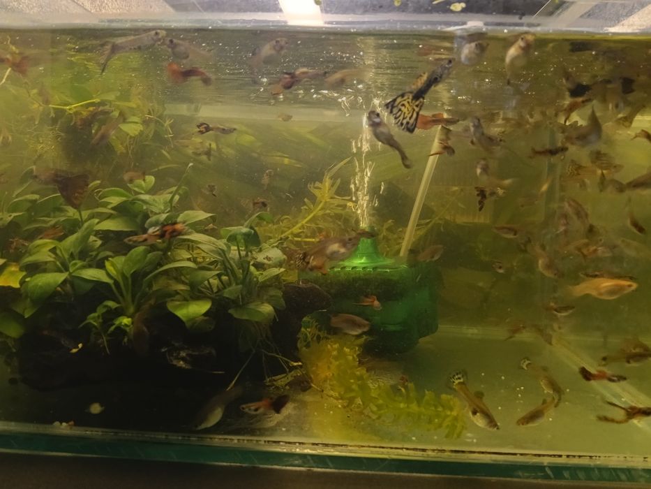 Guppy mix de vanzare