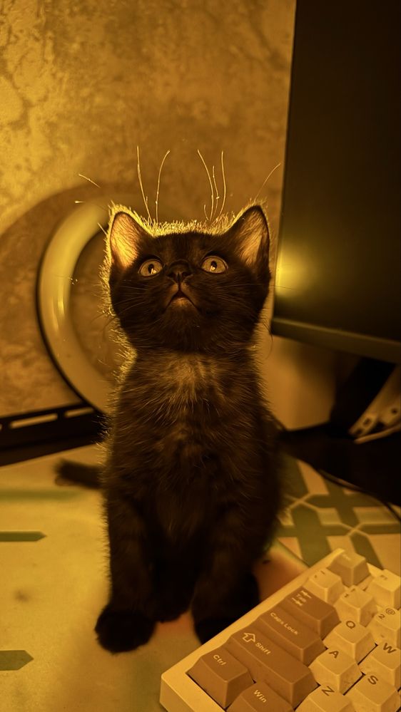Котенок в хорошие руки