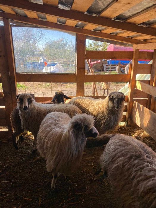 Oi turcane de vânzare