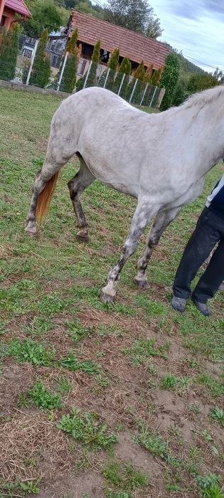 De vânzare iapă.