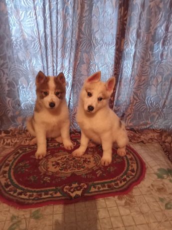 Шикарные щенки западно сибирских лаек, 2 мальчика по 2 месяца
