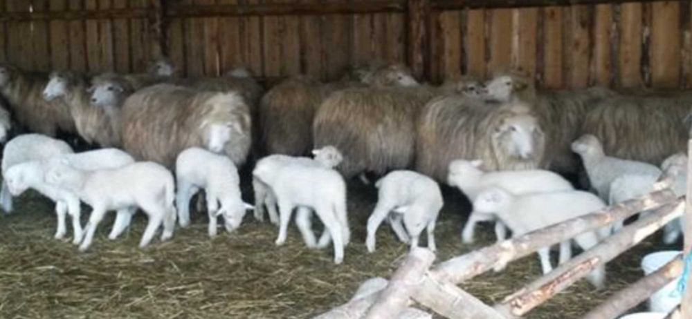 oi bale  bune cu certificat