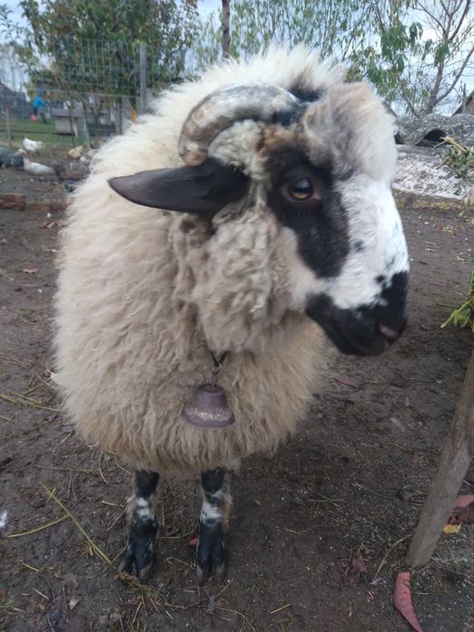 Vând berbec din primăvară gras copt.