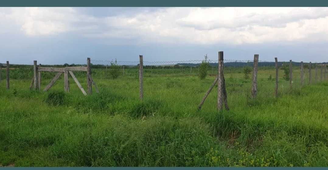 Teren intravilan  in Ardud (loc de casa)