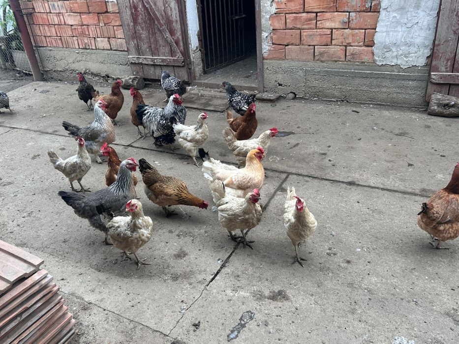 Vând  rațe și găini