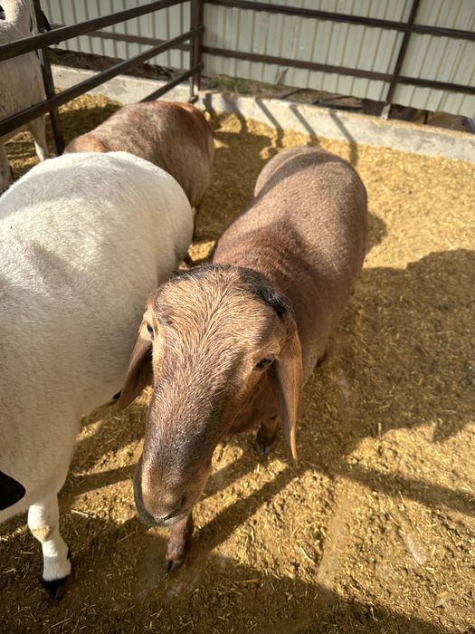 Кучкор барра шу йилги 3 та бир жоя