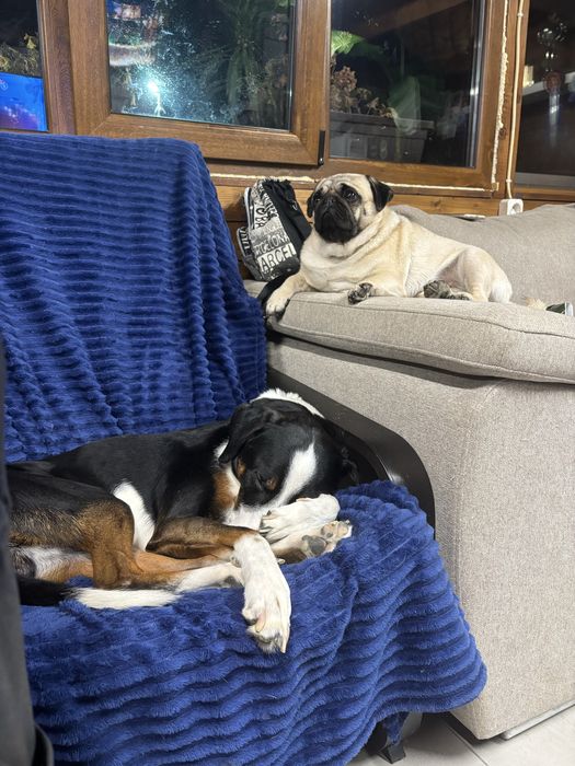 Pensiune canina Brasov