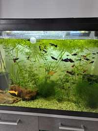 Donez/schimb peștișori de acvariu 9neoni,5rasbora,4moly etc cu plante!