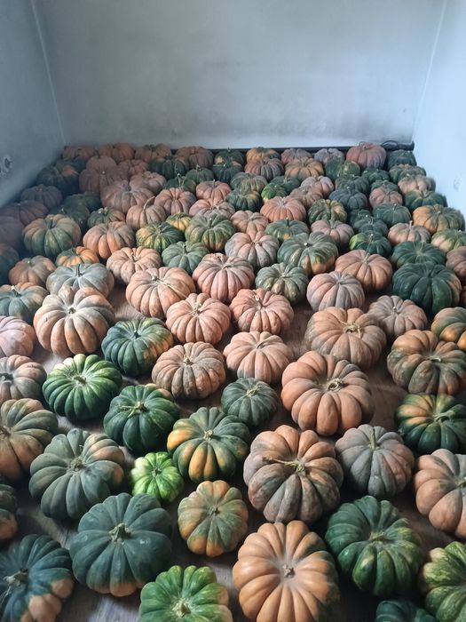 Тиква сладкая Аскабак