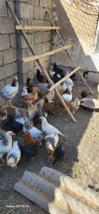 цыплята куры шоже