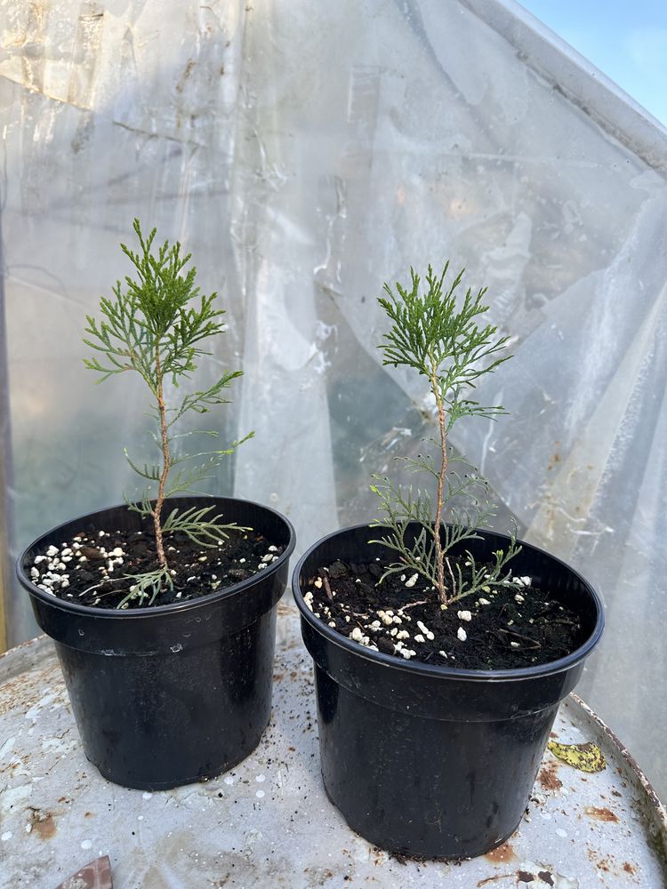 Tuia (thuja) smaragd / columnara/diferite plante ornamentale/ rasaduri