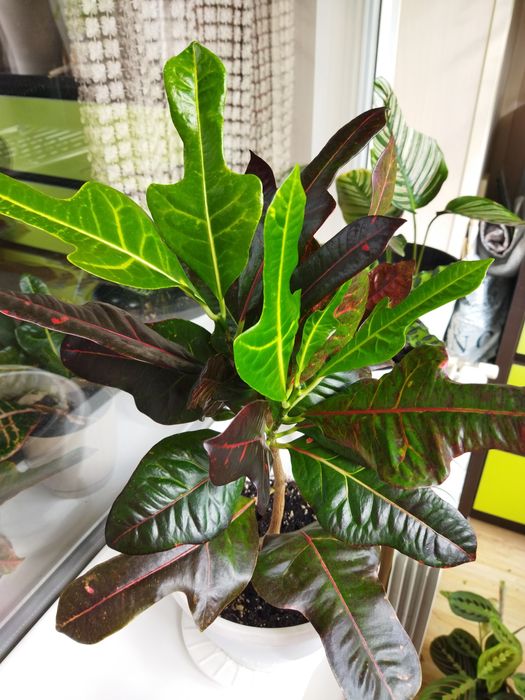 Кротон в активном росте