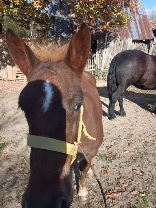 Mînz de vînzare de 5 luni mai