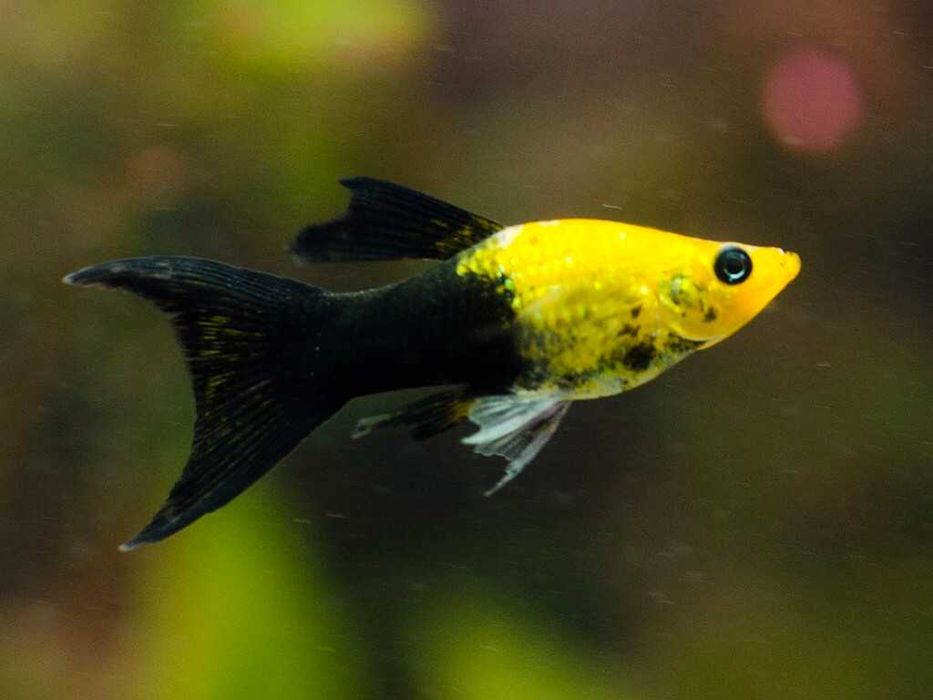 Моллиенезии в Аква -Зоо салоне "Посейдон"!!!