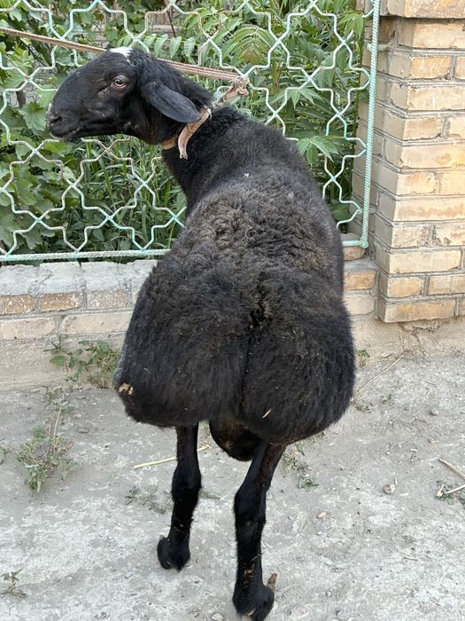 Кучкор сотилади