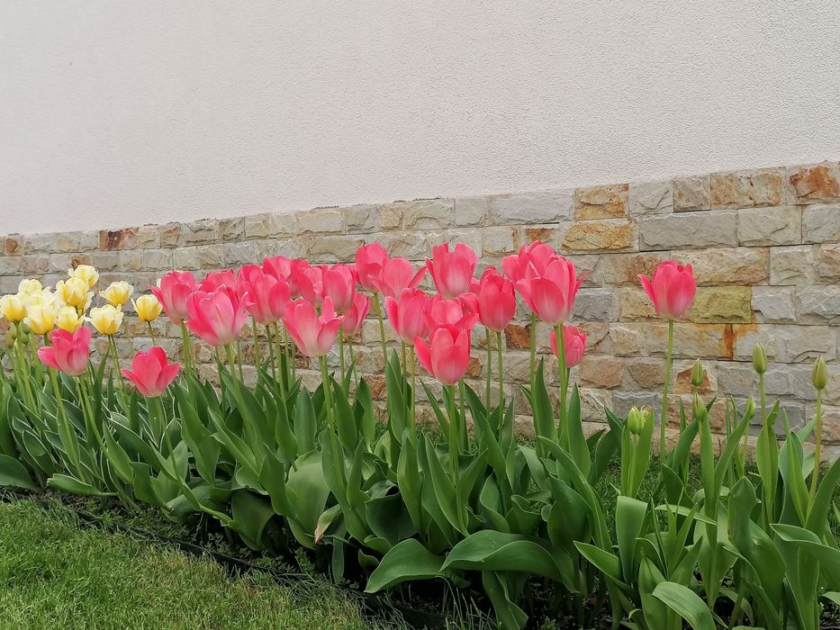 Лалета луковици различни цветове