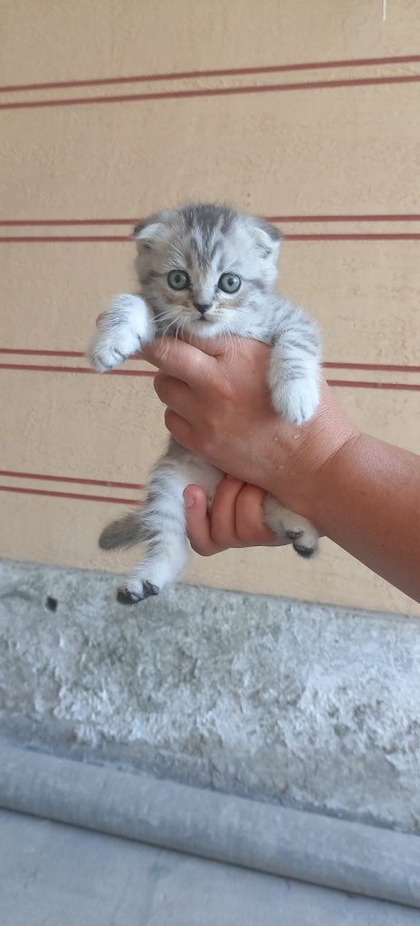Ассаломалекум ака