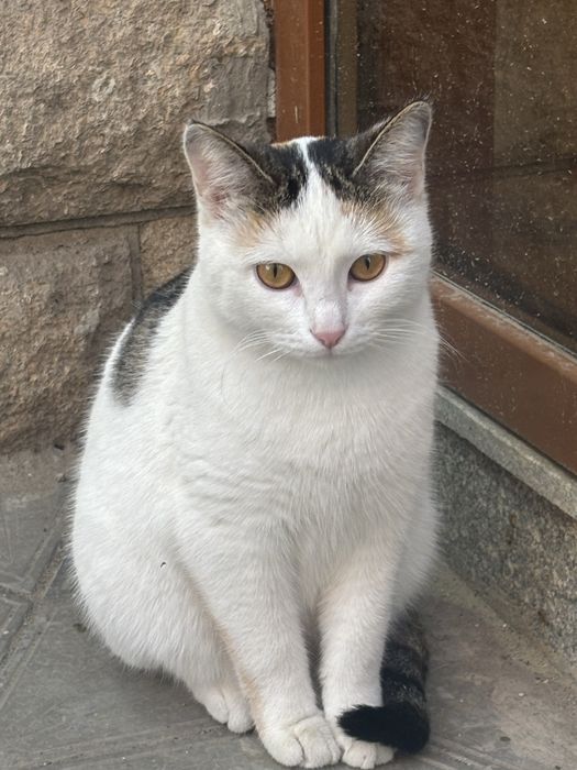 Кошка в добрые руки