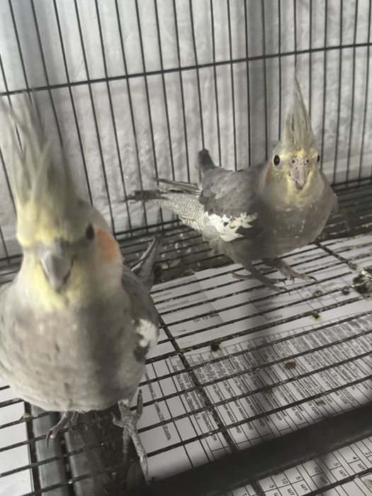 Karela sotila yosh sog’lom