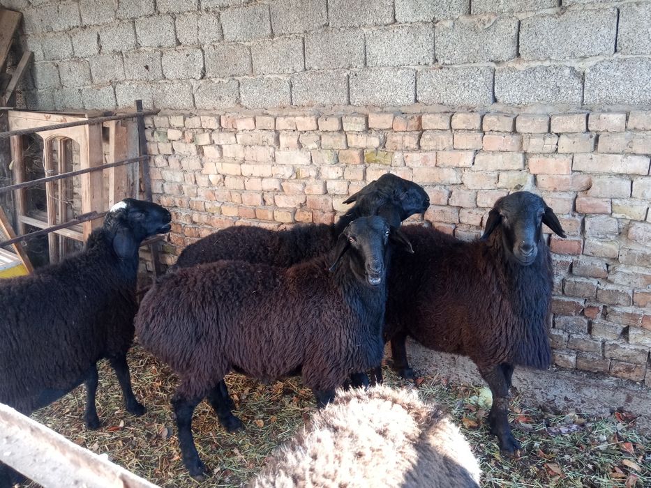 Хисори кучкорлар бор 4та