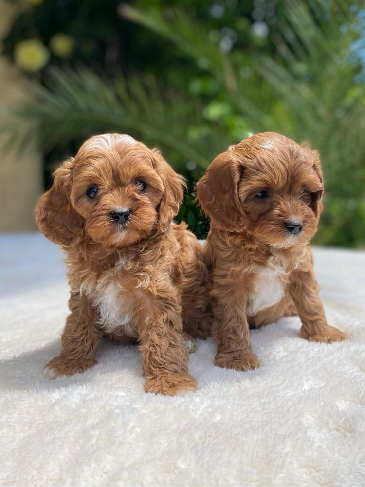Продавам Кавапу/ Cavapoo