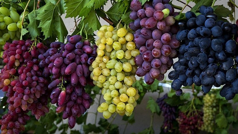 Узуми киркиш хизмати Бухоро тез