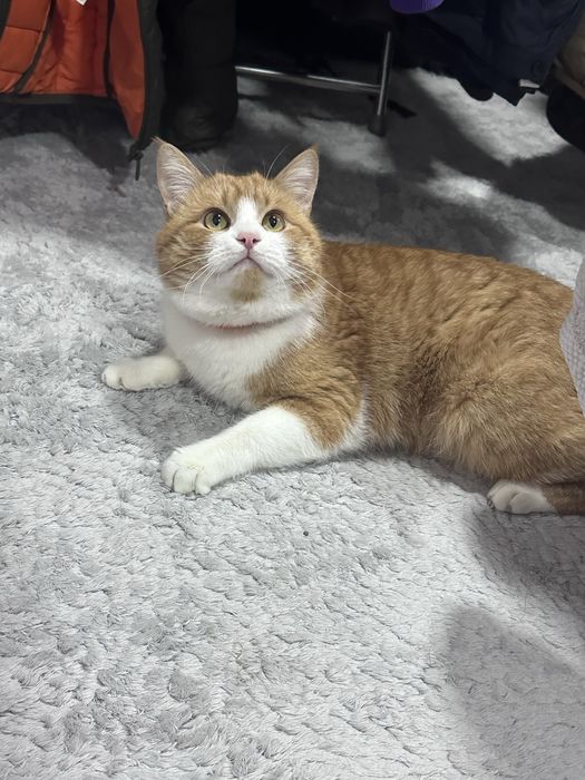 Квартирная передержка только для кошек